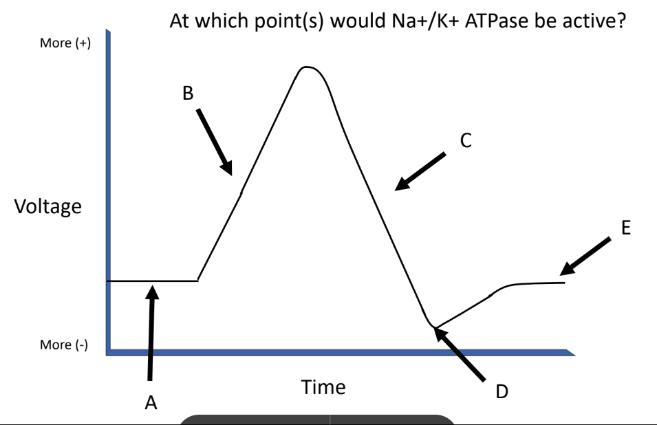 <p>At which point(s) would Na+ movement be primarily responsible for the change in membrane potential?</p>