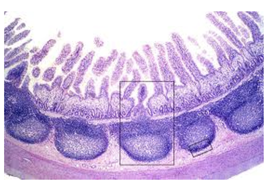 <p>what is this </p>