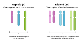 <p>Diploid (2n) cells have two sets of chromosomes</p><p>Haploid (n) gametes (egg/sperm) have only one set.</p>