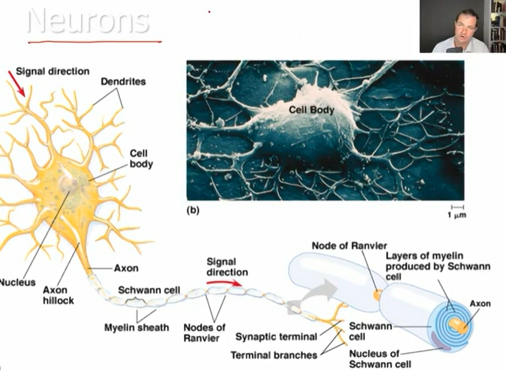 <p>single cell </p>