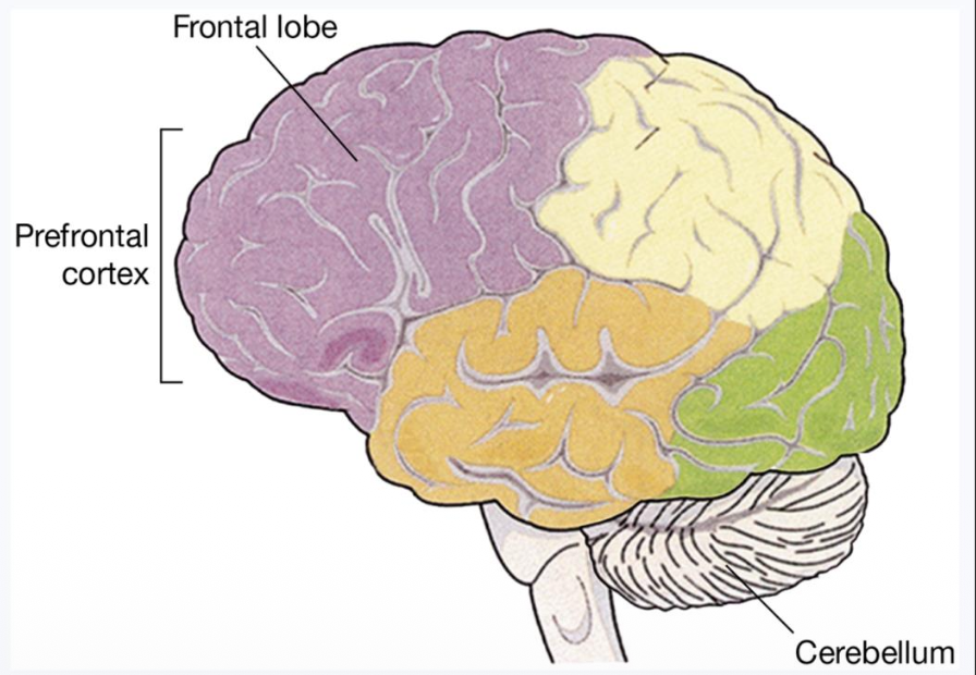 <p><u>Changes in Gray and White Matter in Emerging Adulthood</u></p><p class="p2"> There are crucial new connections created between ? and ?.</p><p class="p3"> These new connections indicate __ during emerging adulthood.</p><p class="p2"> There are also new connections between different parts of the cortex, and these connections promote the ability to __ in support of reasoning, planning, and decision making.</p><p class="p3"> Changes in brain development during emerging adulthood mostly seem to indicate the continued __, making possible the development of more advanced ?.</p>