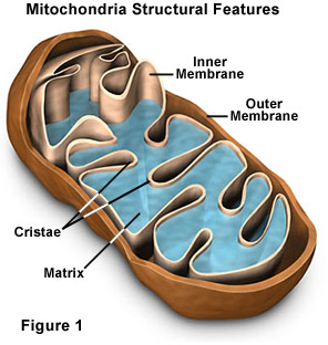 <p>folds of inner membrane that increases surface area for ATP production</p>