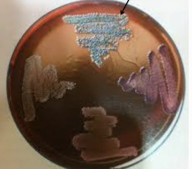 <p>21. What is the name of this medium?</p>