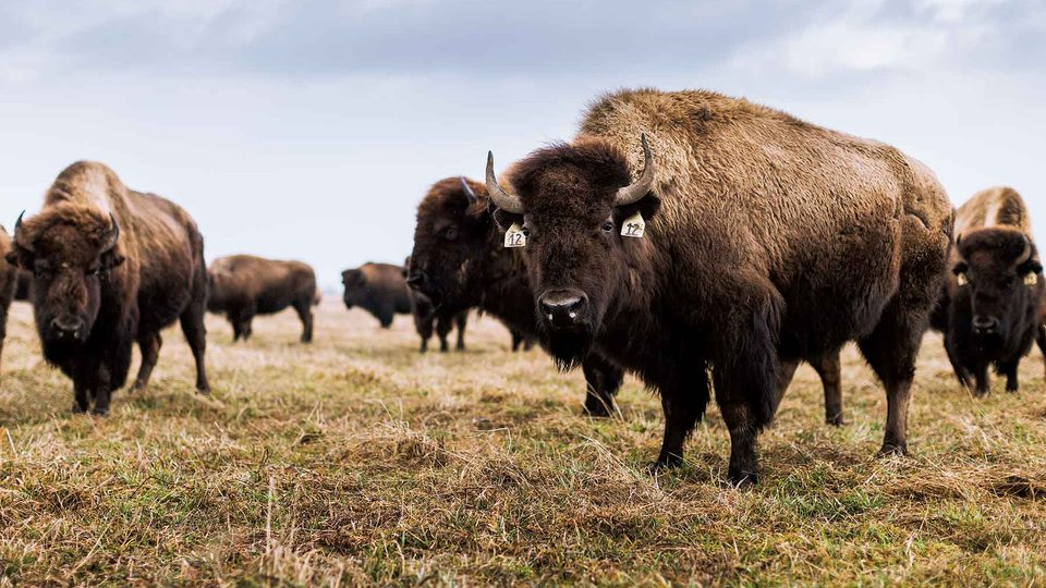 <p>Common Name: American bison </p>