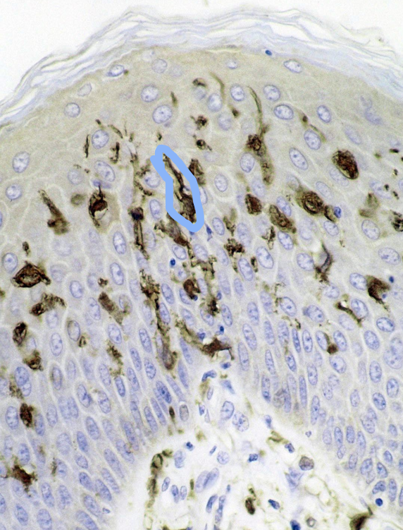 <p>Identify the cell</p>