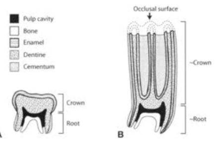 <p>Brachydonty → low crowned</p><p>– e.g., humans, bears, pigs.</p><p>• Hypsodonty → high crowned</p><p>– e.g., kangaroo rat, deer, horse</p><p></p>