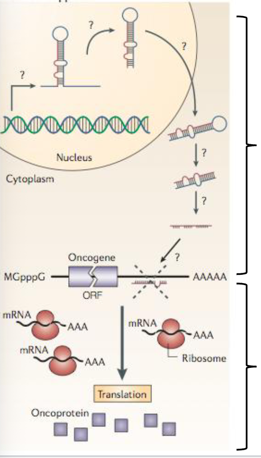 <ul><li><p>normal role is to suppress translation of a proto-oncogene</p></li><li><p>a loss of function mutation could result in elevated levels of oncogene expression, and formation of tumor formation</p></li></ul><p></p>