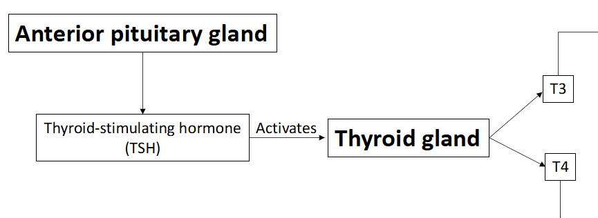 <p>Anterior pituitary gland releases TSH</p><p>TSH activates Thyroid glands</p><p>Thyroid glands release T3 and T4</p><p>T4</p><ul><li><p>Converted to T3 in peripheral tissues like liver, kidney, muscle when needed</p></li><li><p>Back up for T3</p></li></ul><p>T3 </p><ul><li><p>Most biologically active form of thyroid hormone</p></li></ul><p></p>