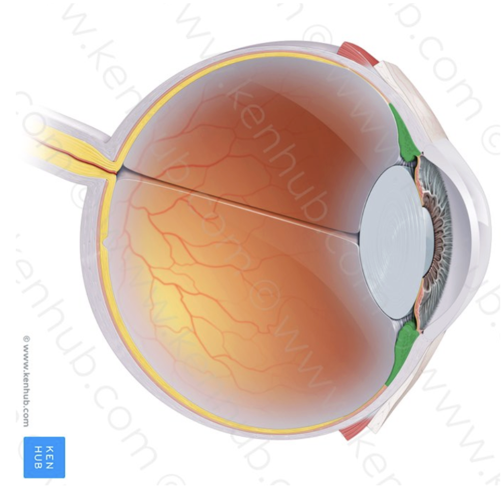 <p>What part of the eye is this?</p>