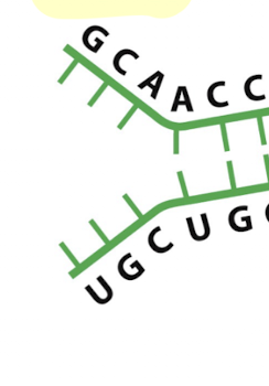 <p>what secondary structure is this? </p>