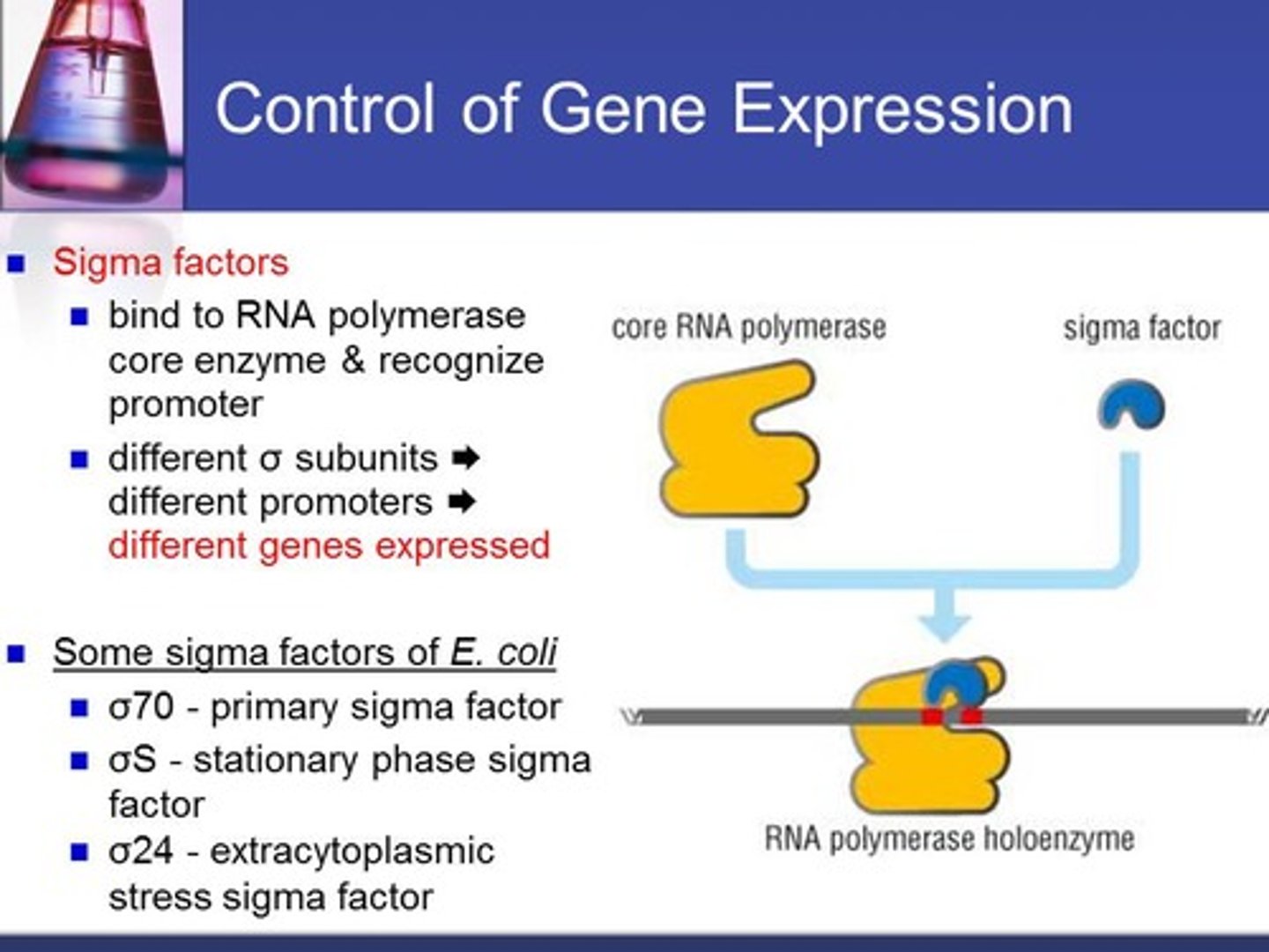 <p>a protein that must bind to the polymerase before transcription can begin</p>