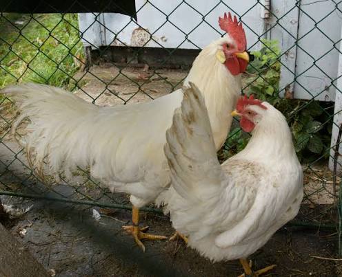 <p>identify</p>
