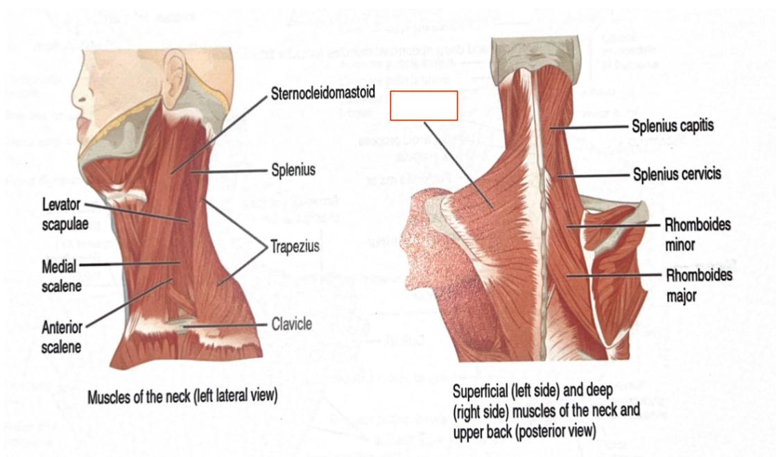 <p>Elevates and retracts scapula</p>