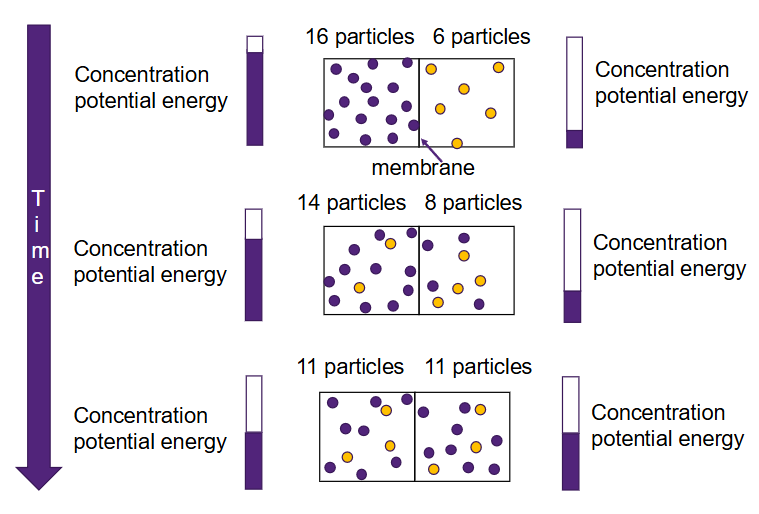 <p>The movement of a chemical molecule from a place of higher concentration to a place of lower concentration (along concentration gradient). This process does not require much energy. This process also <em>never stops</em>; net movement is what stops.</p>