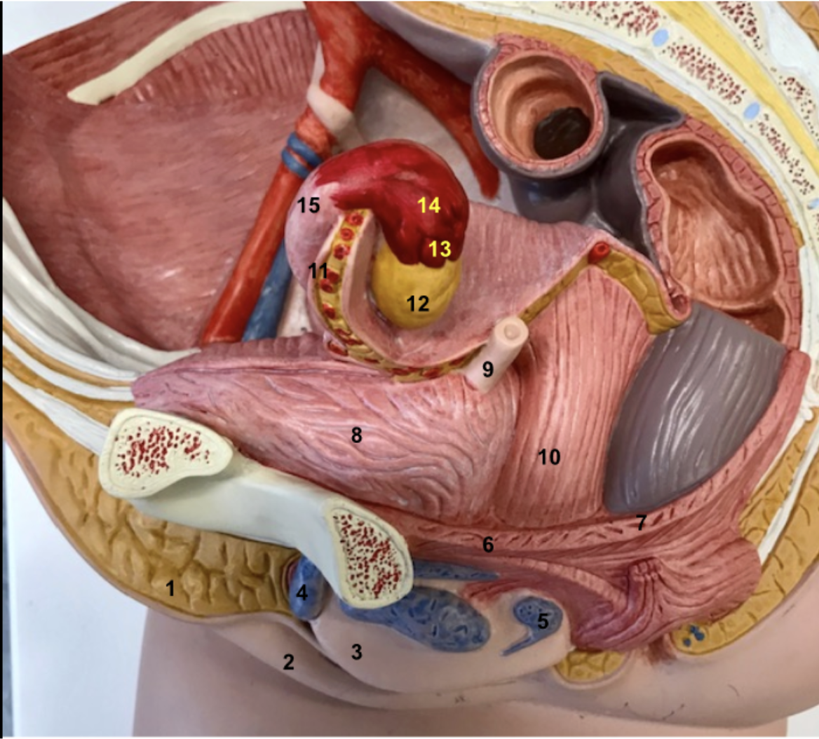 <p>What organ is this?</p><p>Identify 1-15. Structures 1-4 are collectively referred to as what?</p><p>Function of 5 &amp; 15</p>
