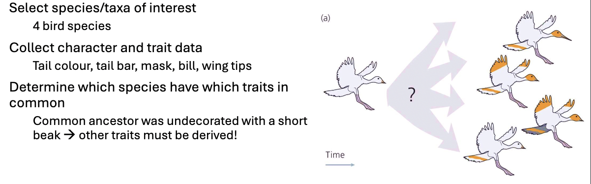 <ul><li><p>select species/taxa of interest</p></li><li><p>collect character/trait data</p></li><li><p>determine which species have which traits in common: </p><ul><li><p>which traits are ancestral? which are derived?</p></li><li><p>logic: species with many traits in common are more likely to be related than species with few traits in common</p></li></ul></li></ul><p></p><img src="https://assets.knowt.com/user-attachments/fb202671-8d14-4048-94ca-e5851702fb28.png" data-width="100%" data-align="center"><img src="https://assets.knowt.com/user-attachments/776ba0d9-058a-43fb-bb7f-31ab8915f706.png" data-width="100%" data-align="center"><p></p>