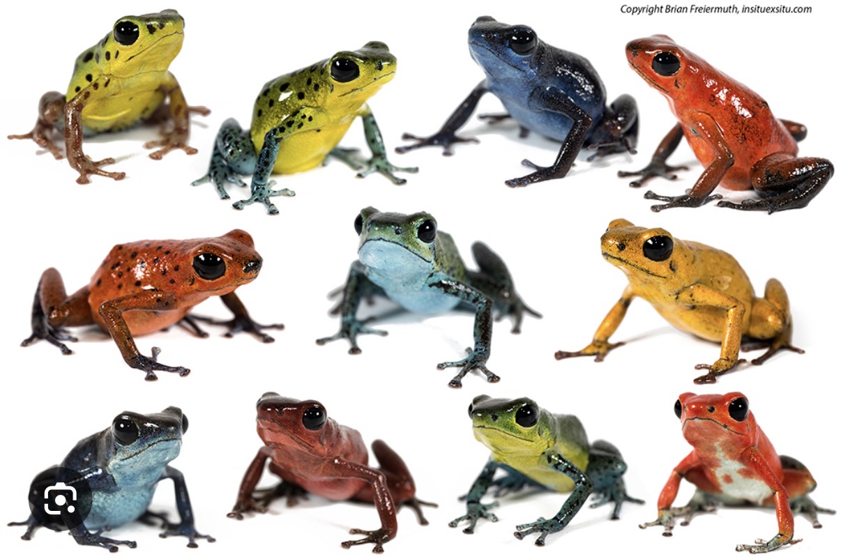 <ul><li><p>Poison Frogs </p></li><li><p>212 Species</p></li><li><p>Central and South America </p></li><li><p>highly evolved parental care</p></li><li><p>skin alkaloids from arthropod diet</p></li><li><p>aposematic </p></li></ul><p></p>
