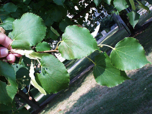 <p>scientific name</p>