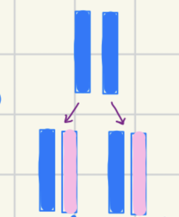 <p>Semiconservative replication</p><ul><li><p>Both parental DNA are templates for new DNA</p></li></ul><ul><li><p>Each double stranded DNA has one parental (old) and one “new” daughter strand</p></li></ul><p></p>