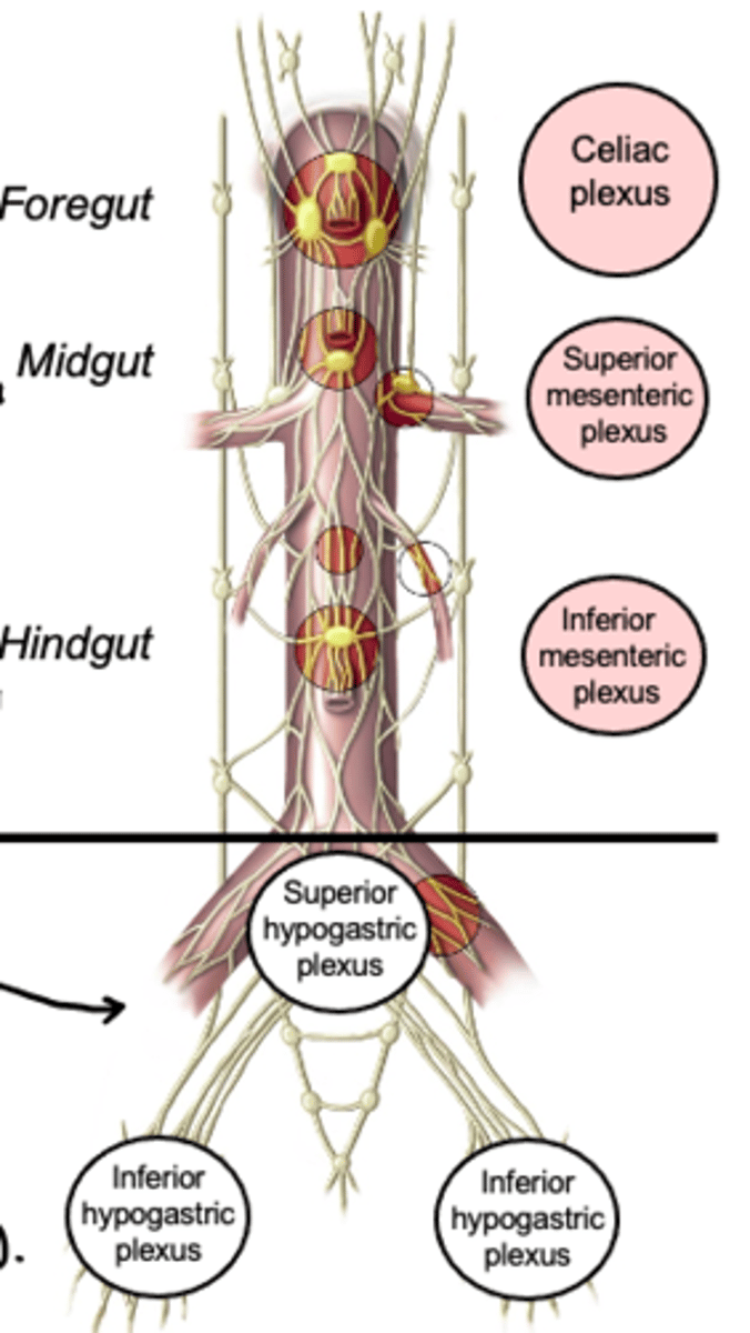 <p>what is the Inferior mesenteric ganglia and plexus sympathetically innervated by?</p>