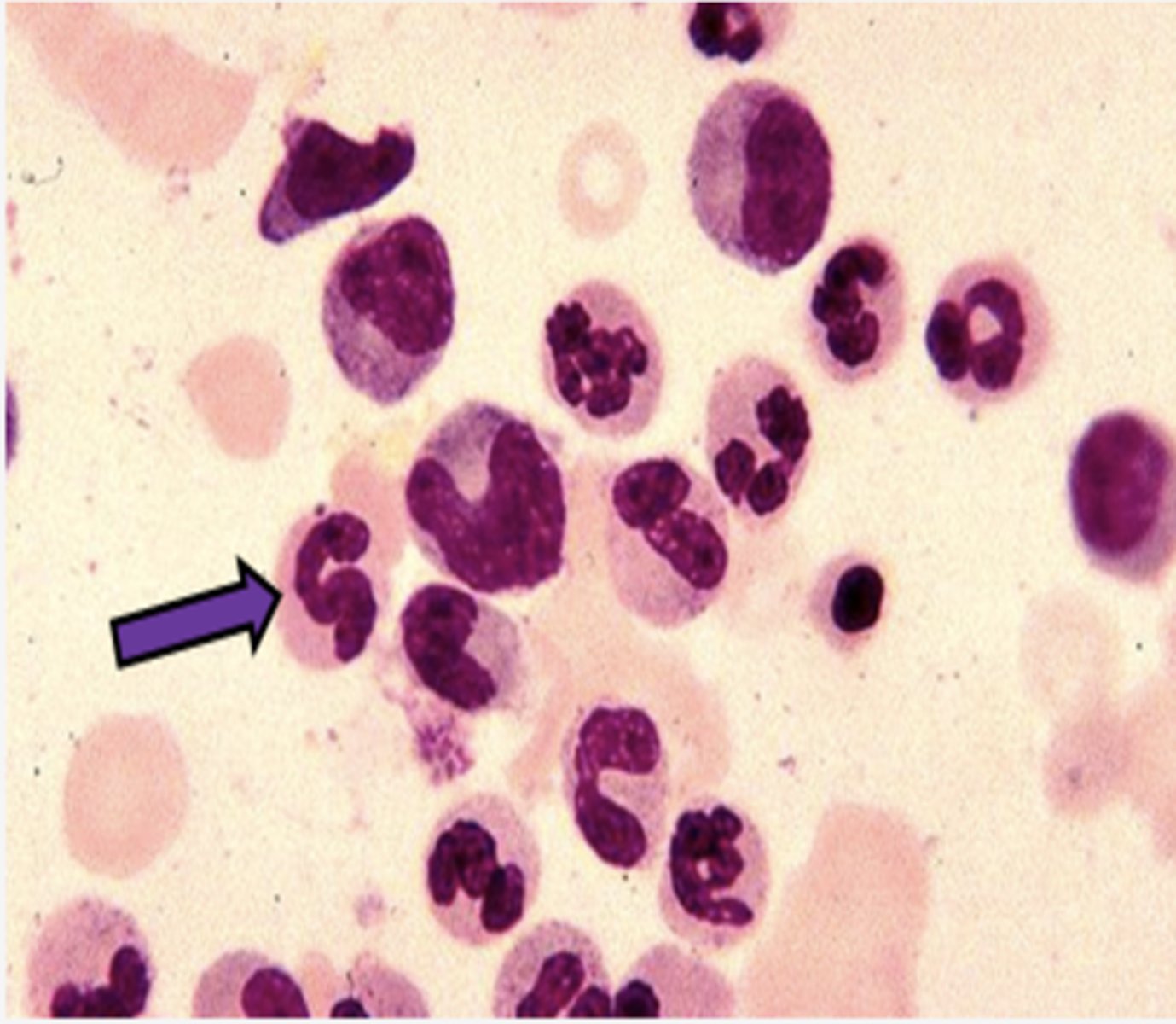 <p>Identify the DEVELOPING Cell</p>