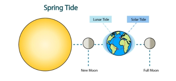 <p>- when the sun and moon are aligned, the gravitational forces combine to create large tidal bulges</p><p>- this is a <strong>spring tide</strong> and it creates the largest possible tidal range.</p><p>- a lunar month is 29 days, and every 14/15 days spring tide occurs</p>