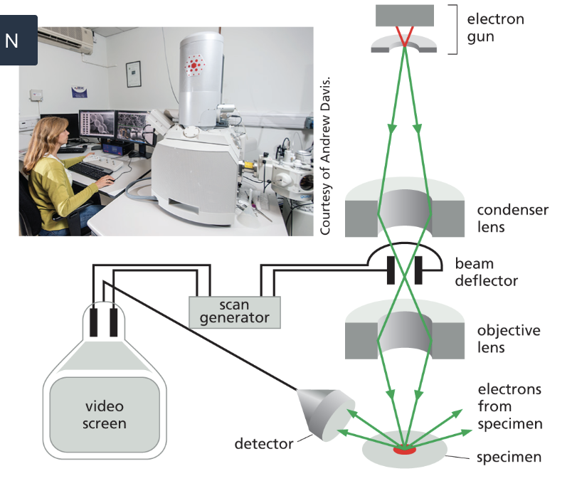 <p>Scanning electron microscope (SEM)</p>