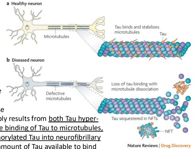 <p><strong>Tau</strong> = abundant in neurons + stabilizes MT</p><ul><li><p><strong>Tau hyperphosphorylation </strong>→ reduces binding of Tau to MTs</p><ul><li><p>Tau becomes “sticky” → accumulates + clumps</p></li></ul></li><li><p><strong>Sequestration of hyper-phosphorylated Tau into Neurofibrillary Tangles (NFTs) </strong>= reduces amount of Tau available to bind to MTs </p></li><li><p>Reduced Tau binding to MT → MT instability + reduced axonal support </p><ul><li><p>Could contribute to Alzheimer’s disease </p></li></ul></li></ul><p></p>