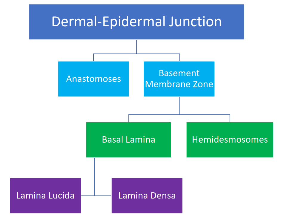 <p>Multiple parts that connect the epidermis and the dermis of the skin together</p>