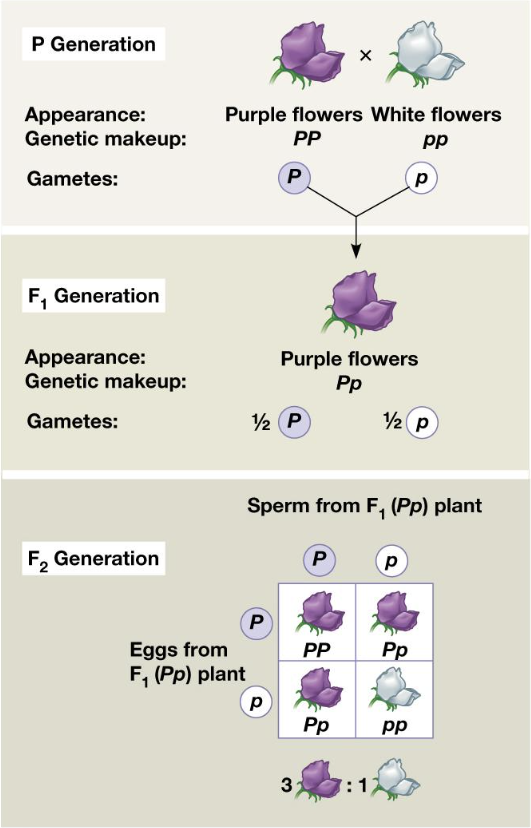 <ul><li><p><span style="background-color: transparent;">7</span></p></li><li><p><span style="background-color: transparent;">dominant</span></p></li><li><p><span style="background-color: transparent;">3:1</span></p></li><li><p><span style="background-color: transparent;">phenotype </span></p></li><li><p><span style="background-color: transparent;">gametes </span></p></li><li><p><span style="background-color: transparent;">genotype</span></p></li></ul><p></p>