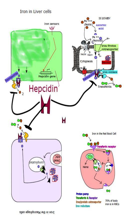 <p>Hepcidin</p><ul><li><p>Decreases blood iron levels</p></li><li><p>Is made when [iron] is high in the blood</p></li><li><p>Decreases ferroportin (iron exit channel) activity in brush border cells, liver cells, and macrophages</p></li></ul><p></p><p>Hepcidin Regulation:</p><ul><li><p>Activated by…</p><ul><li><p>Infections</p></li><li><p>High transferrin-iron saturation</p></li><li><p>High tissue [oxygen']</p></li></ul></li><li><p>Inhibited by…</p><ul><li><p>RBC production signals</p></li><li><p>Low transferrin-iron saturation</p></li><li><p>Low tissue [oxygen]</p></li></ul></li></ul><p></p>