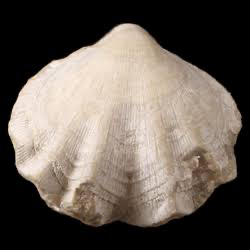 <p>class of brachiopoda which is inside lophotrochozoa; still a type of lophophorate; articulated valves (teeth to lock shells closed), complex hinge, no setae, anchor to rocks</p>