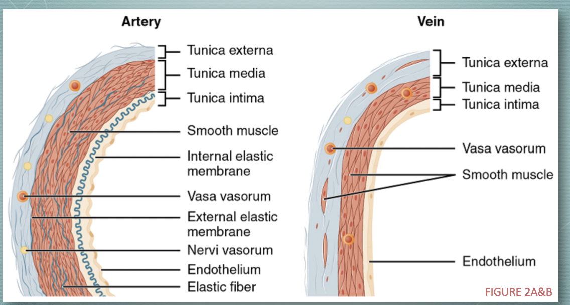 <p>regulates capillary exchange, blood flow</p><p>lined by endothelium, bound to areolar connective tissue via basal lamina</p><p><strong>artery</strong>: has internal elastic membrane (wavy shape) for stretching/structure</p><p><strong>vein</strong>: smooth endothelium, valves for unidirectional bloodflow connected</p><p><strong>capillary</strong>: smooth endothelium</p>