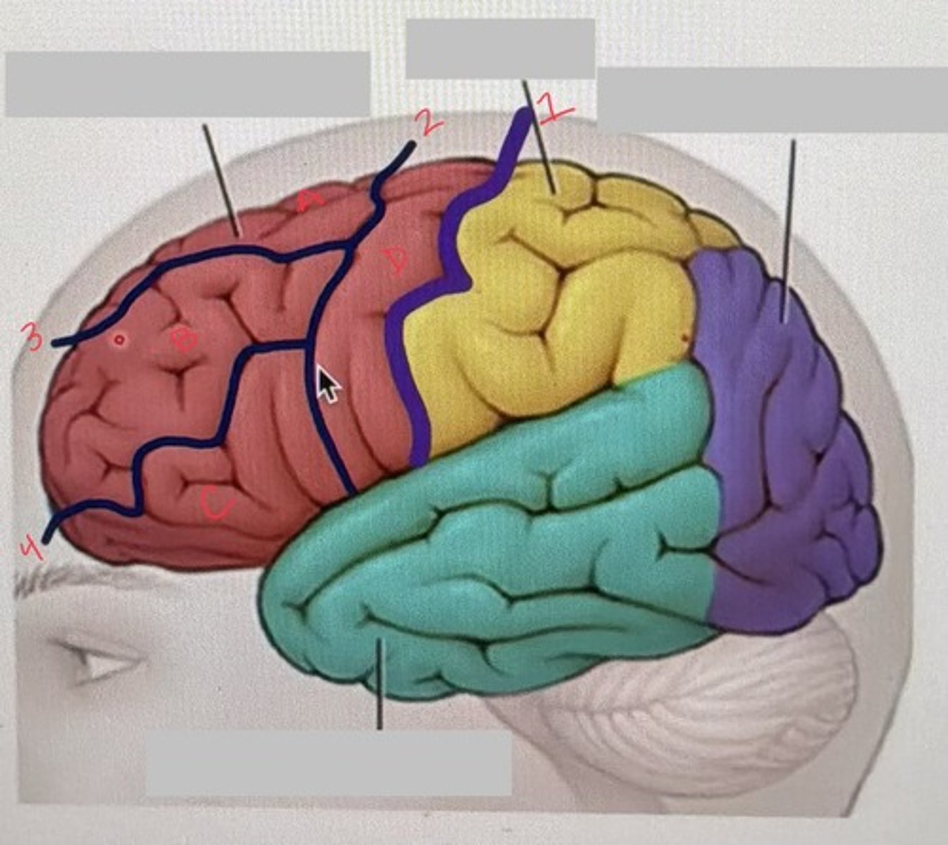 <p>What is the anterior part of the frontal lobe called?</p>