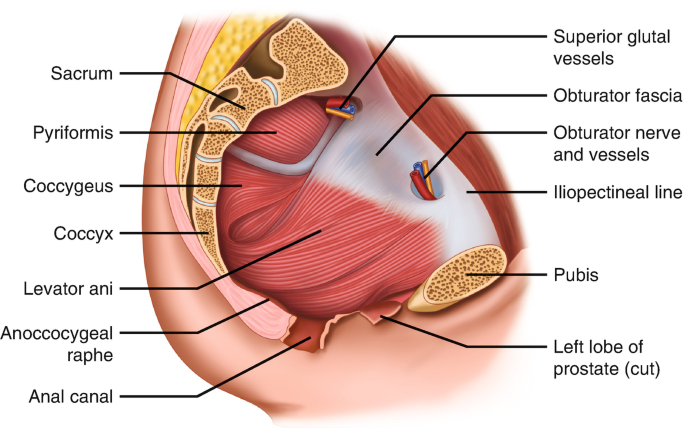 <ul><li><p>a sheet of muscle and fibrous tissue that along with levator ani, comprises the pelvic diaphragm that forms the inferior wall of the true pelvis</p></li><li><p>extends between the ischium of the hip bone and the sacrum and coccyx</p></li><li><p>helps support the pelvic viscera and has a minor role in flexing the coccyx</p></li><li><p>may be described as the ischiococcygeus muscle and a part of the levator ani, but can also be referred to separately as coccygeus</p></li></ul><p><br>origin → ischial spine</p><p>insertion → inferior end of sacrum, coccyx</p><p>action → supports pelvic viscera, flexes coccyx</p><p>innervation → anterior rami of spinal nerves S4 &amp; S5</p><p>blood supply → inferior vesical artery, inferior gluteal artery, pudendal artery</p>