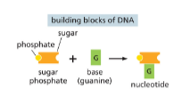 <p>The sugar and phosphates will hold the chain tg w/ covalent bonds (this is called the backbone of a strand)</p>