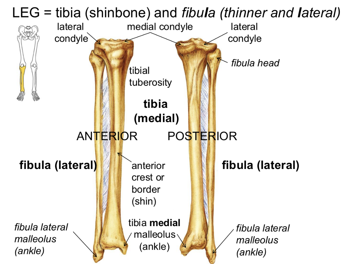 <p>Fibula <strong>The Leg</strong></p>