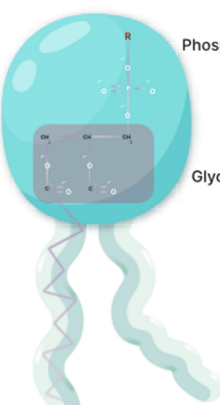 <p>phospholipid</p>