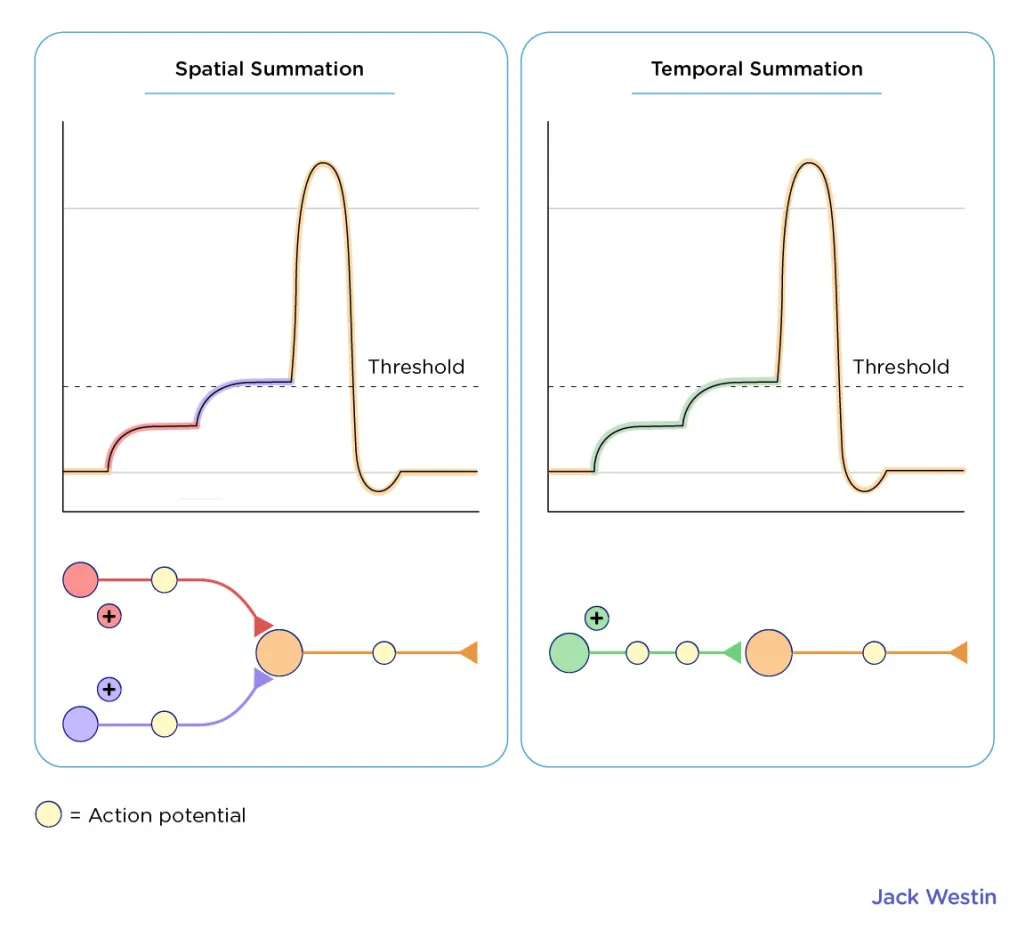 <ul><li><p>time</p></li><li><p>occurs when input signal from the same presynaptic cell is repeatedly rapidly</p></li></ul><p></p>