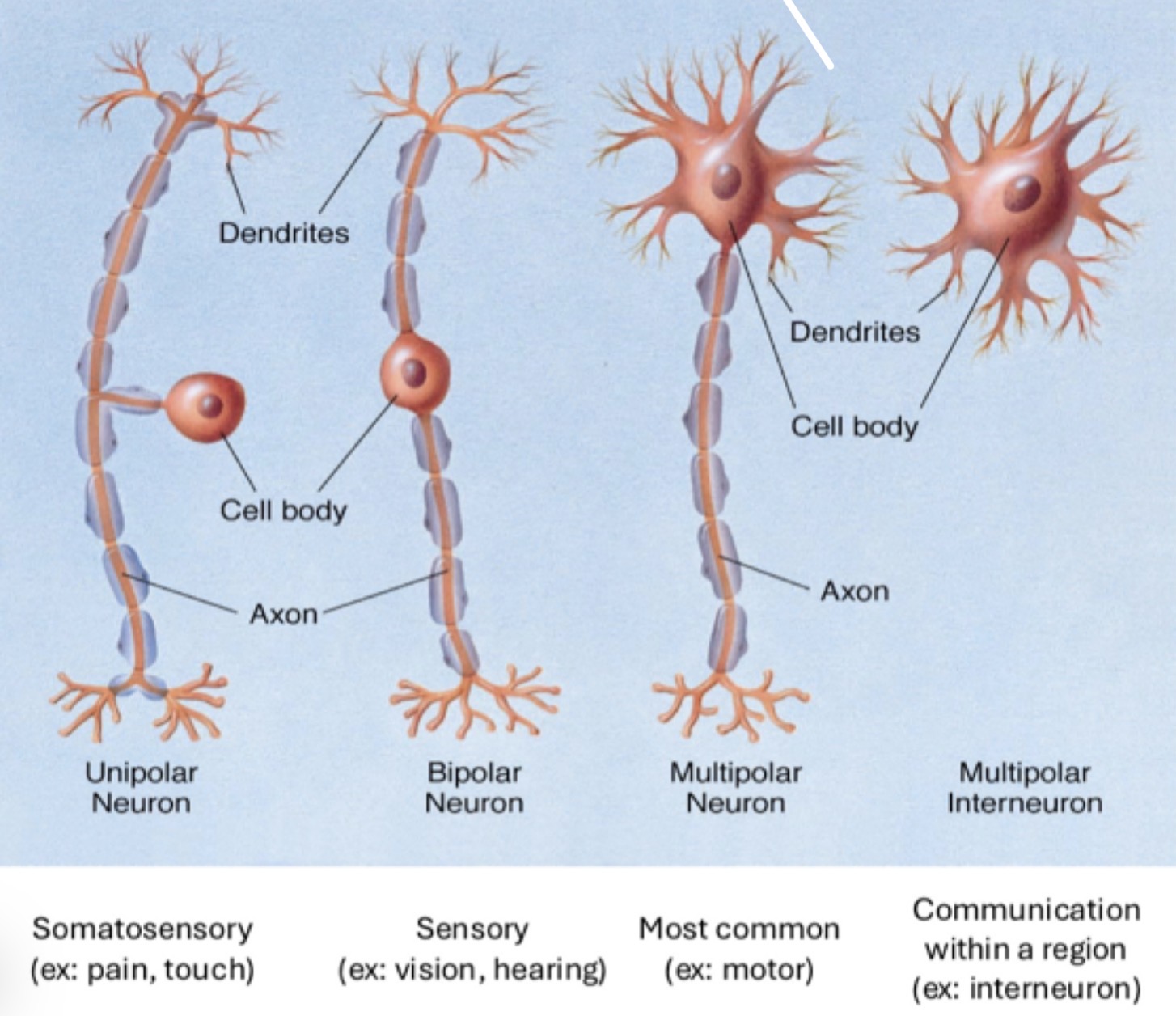 <p>neural anatomy: unipolar neurons</p>