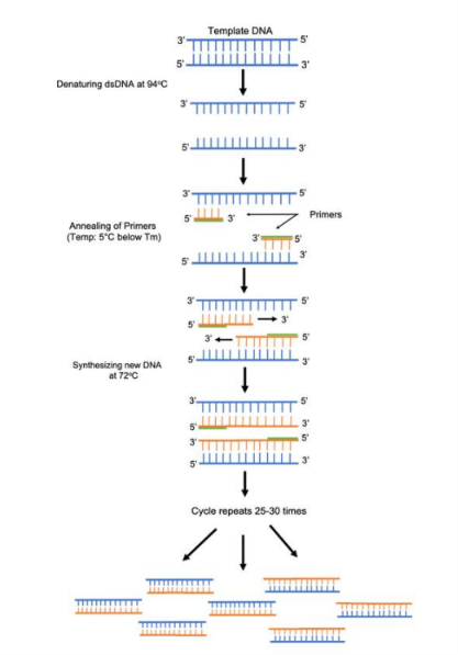 <p>Common uses of PCR</p>