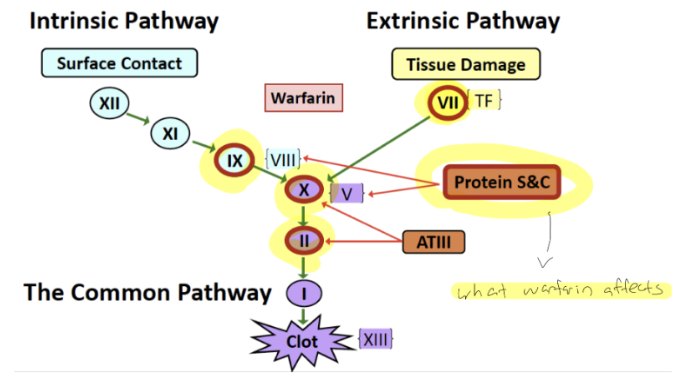 <p><span style="background-color: transparent;"><strong><u>Warfarin</u></strong></span></p><ul><li><p><span style="background-color: transparent;"><strong>Indication</strong>: <strong><u>Prophylaxis of DVT/PE</u></strong>, <strong><u>Thromboembolic</u></strong>, and <strong><u>A. fib.</u></strong></span></p></li><li><p><span style="background-color: transparent;">Warfarin specifically affects <strong>Protein</strong> _____</span></p></li><li><p><span style="background-color: transparent;"><strong>Warfarin <u>Sensitivity</u> due to </strong>__________ (_____)</span></p></li><li><p><span style="background-color: transparent;">Warfarin Monitoring: _____<strong> <u>therapeutic window medication</u></strong></span></p></li><li><p><span style="background-color: transparent;"><strong><u>Increased INR intensity</u></strong> = _____<strong> Haemorrhagic SEs</strong> + _____<strong> thromboembotic SEs</strong> (<strong>Goal INR = 2-3</strong>)</span></p></li></ul><p></p>