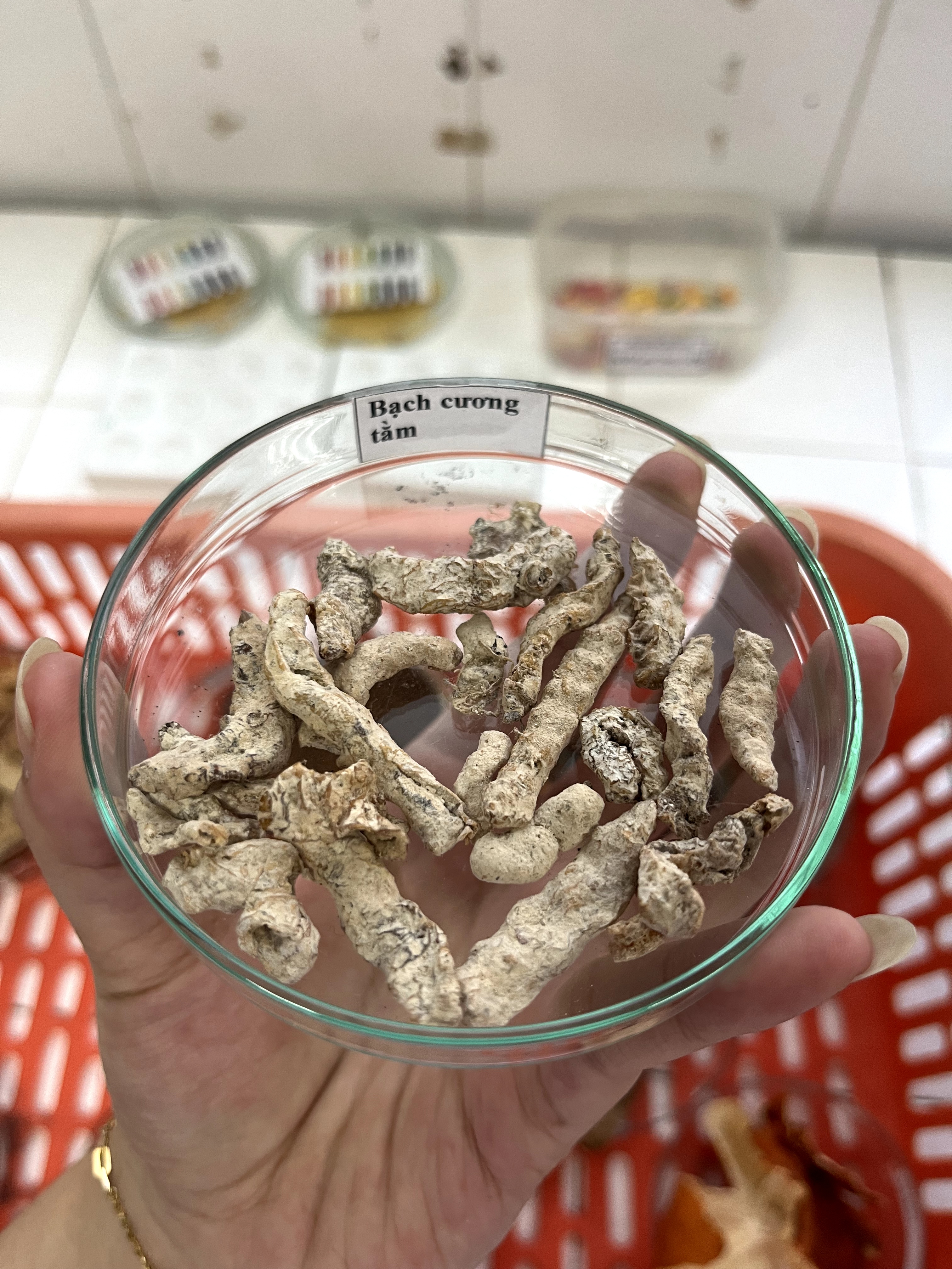 <p>bạch cương tằm</p>