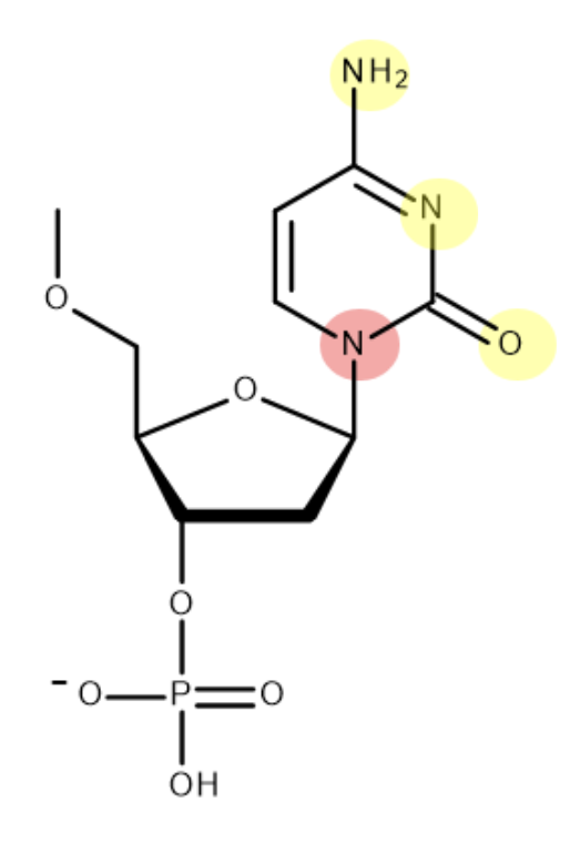 <p>(when bonding to deoxyribose - H is lost as part of condensation reaction. only one of H atoms in NH<sub>2</sub> forms H bond) </p>