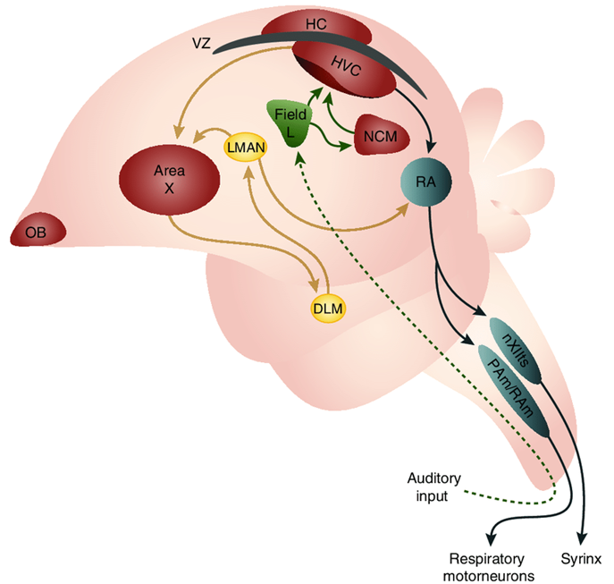 <ul><li><p>sex is determined genetically</p><ul><li><p>males are homogametic (ZZ)</p></li><li><p>females are heterogametic (ZW)</p></li></ul></li><li><p>sex-specific development of song is associated with Z-linked gene in songbirds</p><ul><li><p>singing controlled by high vocal center (HVC) </p></li><li><p>HVC is larger in male brains; occurs early in development</p></li><li><p>HVC development caused by z-linked gene for receptor of neurotransmitter (called brain-derived neurotrophic factor, BDNF)</p></li></ul></li></ul><p></p>