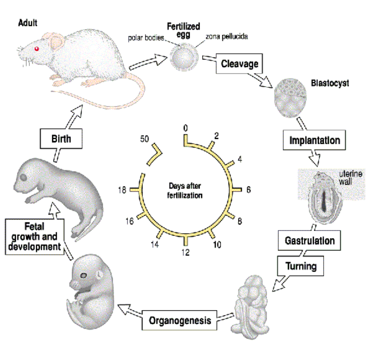 <p>4-5 → blastocyst<br>5,5 → uterus<br>6 → gastrulation<br>20 → birth</p>