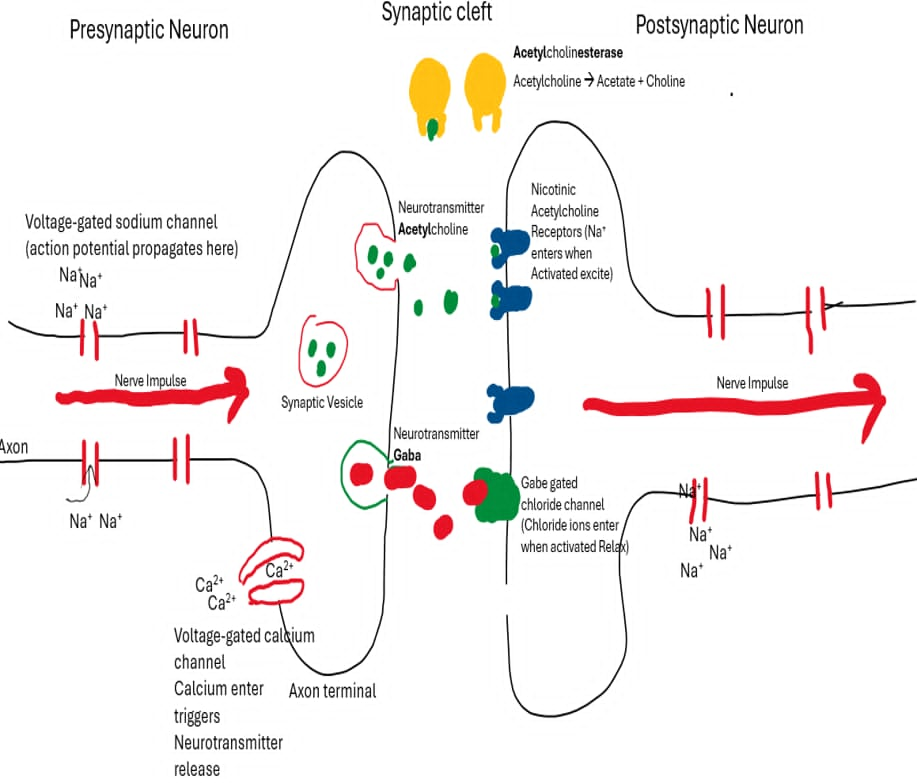 <ul><li><p>Electrical Nerve impulse (action potential) reaches the Presynaptic Nerve terminal</p></li><li><p>Voltage-gated Ca²⁺ channels open → Ca²⁺ enters the presynaptic terminal. </p></li><li><p>The calcium influx triggers the synaptic vesicles to release acetylcholine into the synaptic cleft.</p></li><li><p>Acetylcholine diffuses through the synaptic cleft and binds to Nicotinic Acetylcholine Receptor found on the postsynaptic membrane.</p></li><li><p>The receptor channels open → positive ions, mainly Na⁺, enter → the postsynaptic membrane depolarises</p></li><li><p>If threshold is reached, a new action potential is generated and the nerve signal continues</p></li><li><p>Acetylcholinesterase (AChE) rapidly breaks ACh down into acetate + choline → stopping the signal.</p></li><li><p>Choline is transported back into the presynaptic terminal and reused to synthesise new acetylcholine </p></li></ul><p></p>