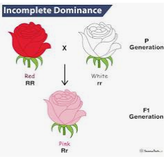 <p>a red flower is breded with a white flower, it creates a pink flower as the alleles blend together</p>