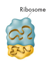 <p>site of protein synthesis</p><p>-protein and ribosomal RNA (rRNA</p><p>two switchable forms</p><p>-free ribosomes: free floating</p><p>—synthesis of soluble proteins that function in cytosol and other organelles</p><p>-membrane-bound ribosomes: attached to membrane of endoplasmic reticulum (ER)</p><p>—site of synthesis of plasma membrane proteins, lysosome proteins, and proteins to be secreted from cell</p>