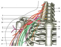 <p>Identify 21</p>